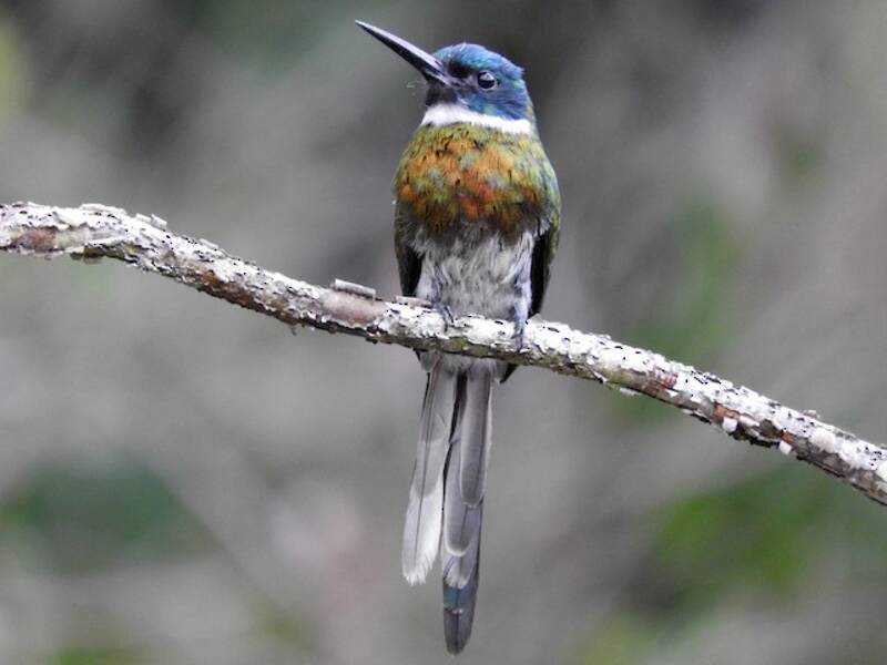 Bronzy Jacamar, 照片 3