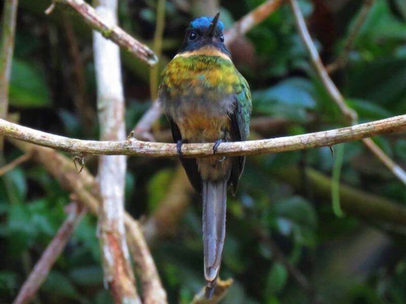 Bronzy Jacamar, 照片 2