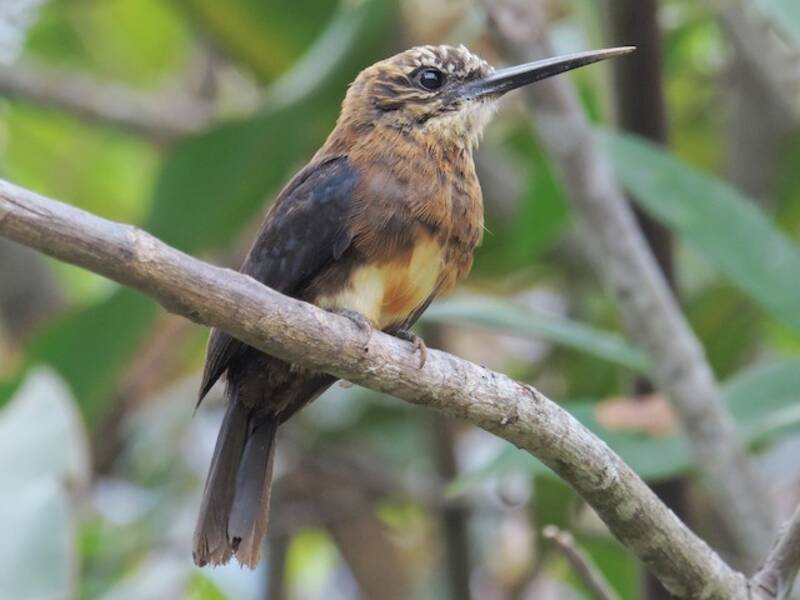 Jacamar Pardo, Fotos 3