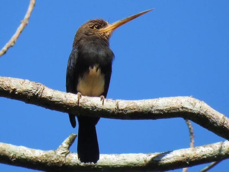 Jacamar brun