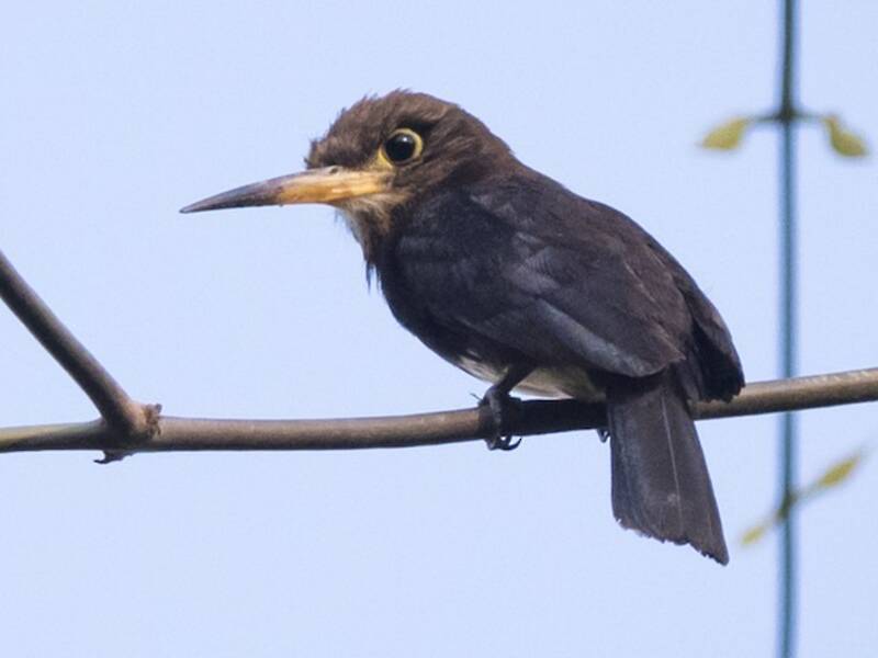 Jacamar Pardo, Fotos 2