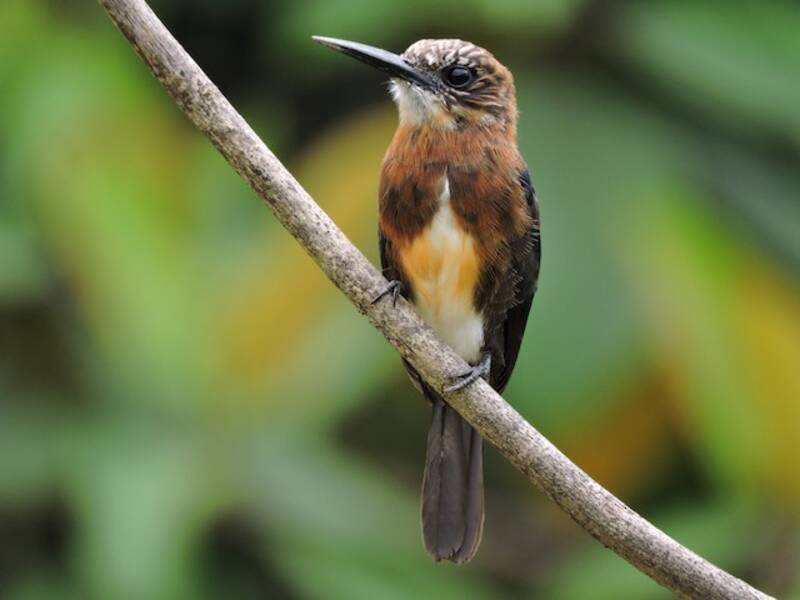 Jacamar Pardo, Fotos 4