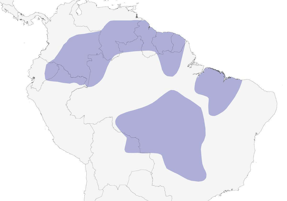 Jacamar Pardo, Distribución 1