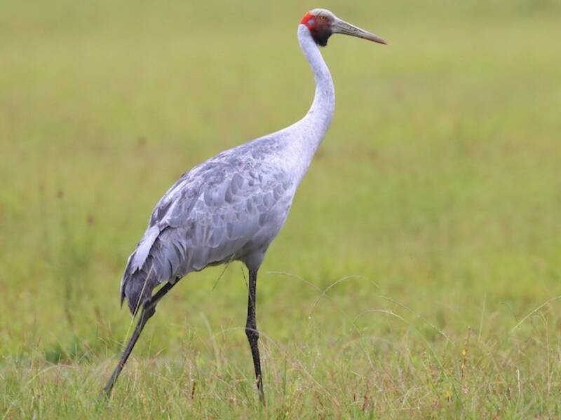 Brolga (Antigone rubicunda)