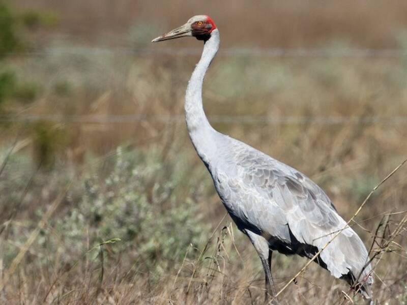 Brolga, Photos 2