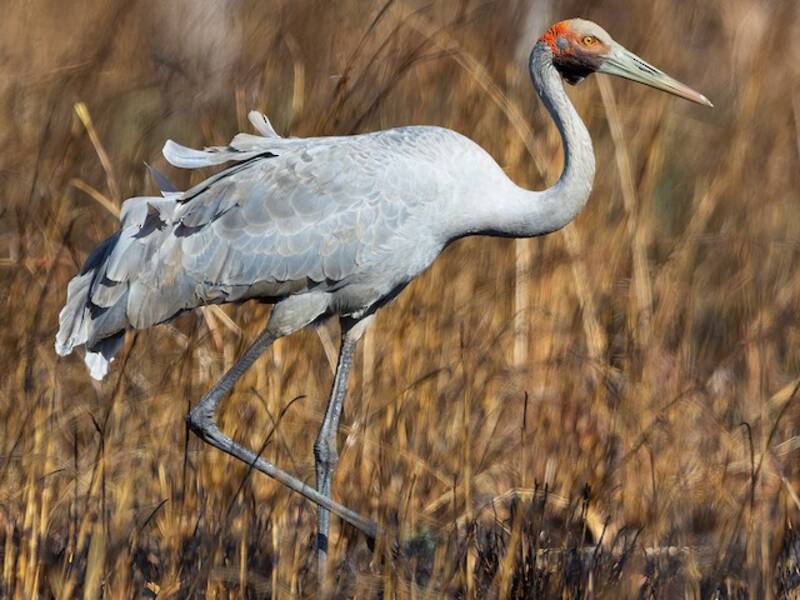 Brolga, Photos 3