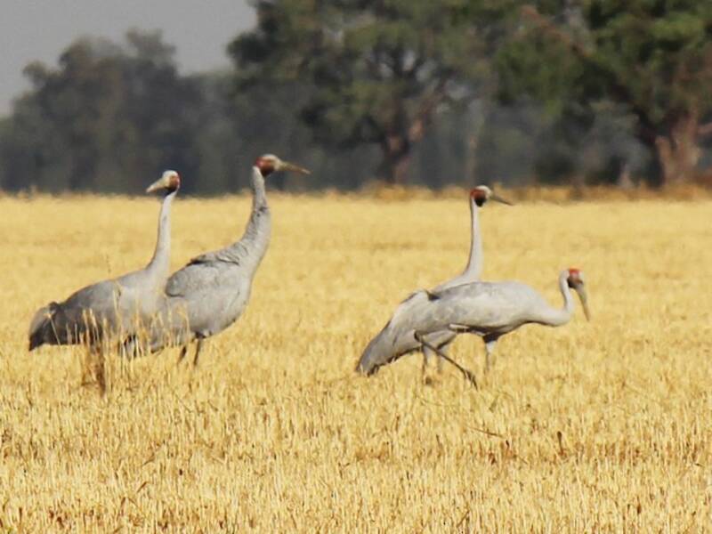 Brolga, Photos 4