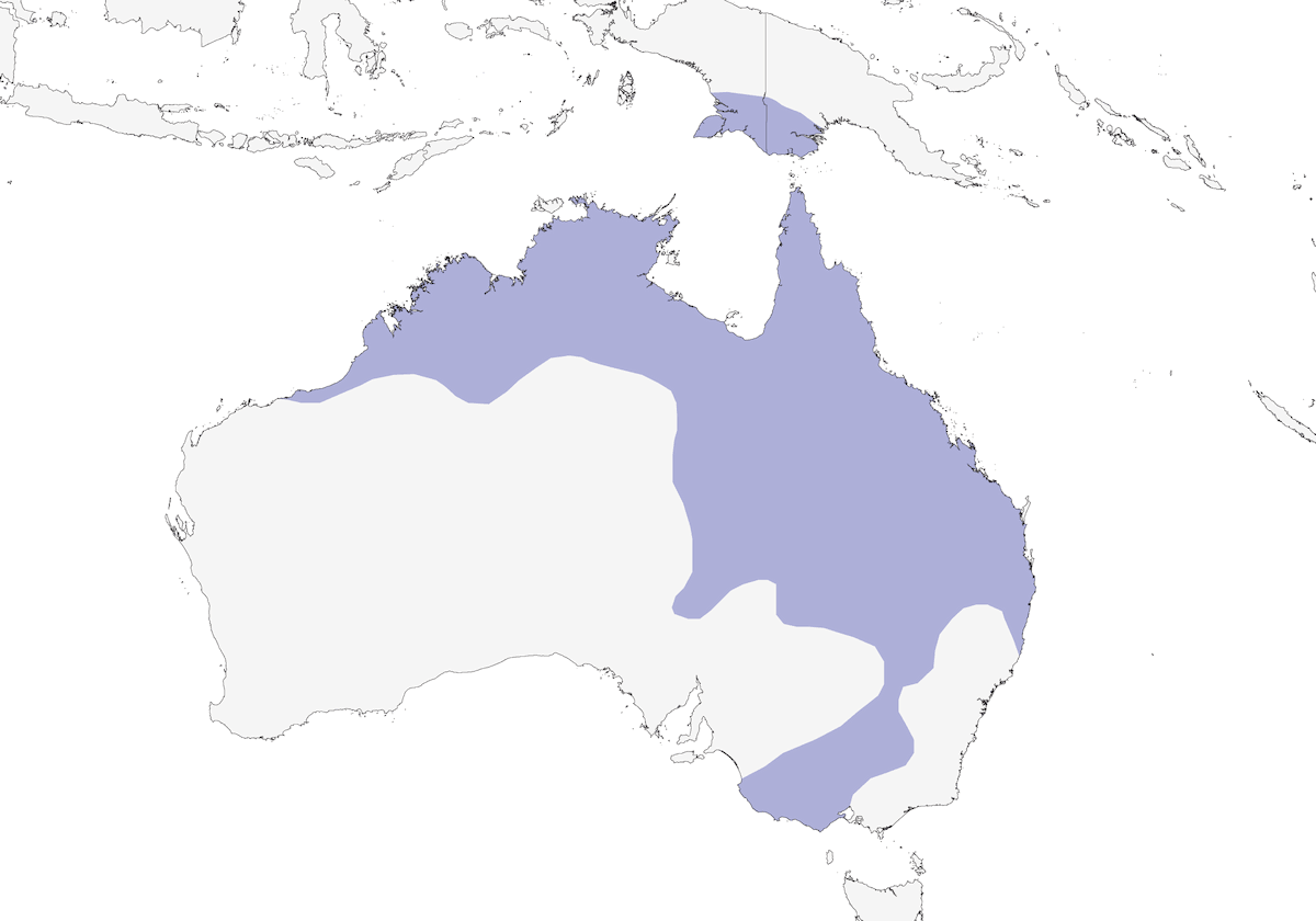Brolga, Distribution 1