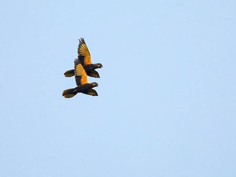 Brown Lory