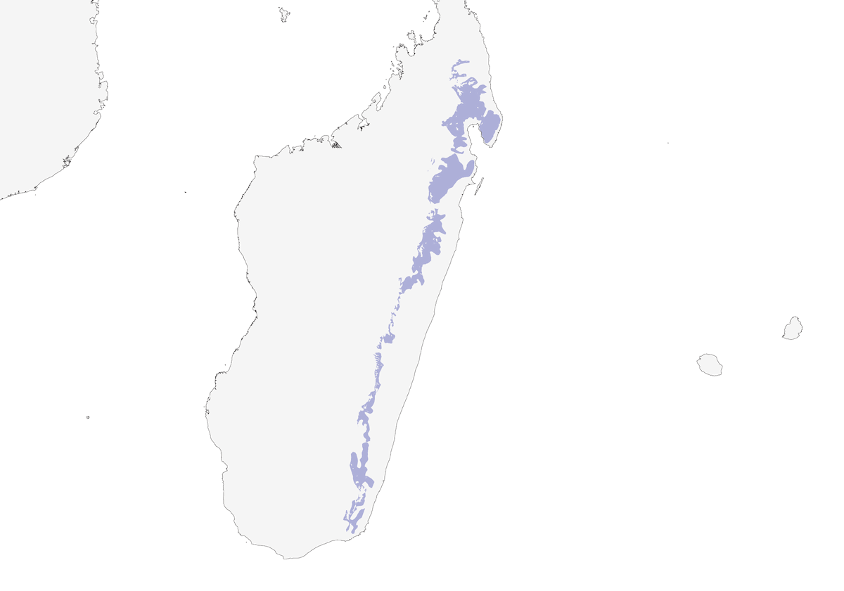 Brown Mesite, Distribution 1