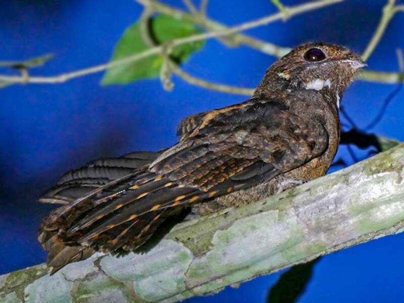 Brown Nightjar
