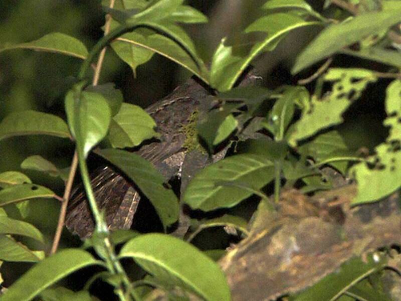 Brown Nightjar, 照片 2