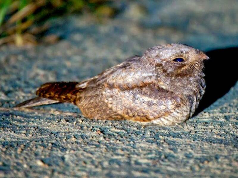 Brown Nightjar, 照片 3