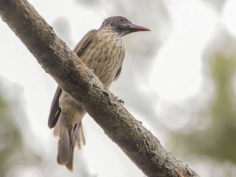 Oropéndola Parda, Fotos 4