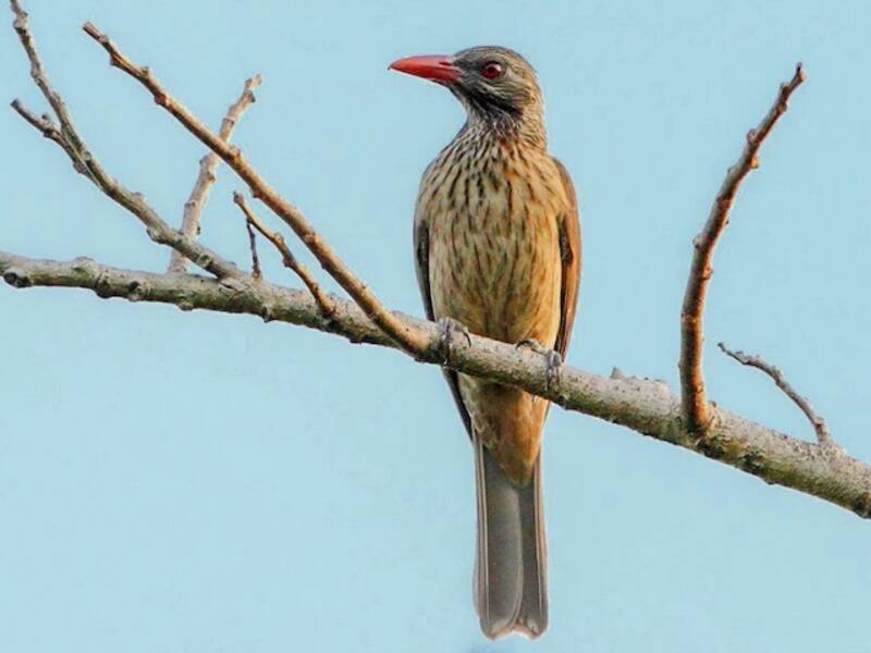 Brown Oriole