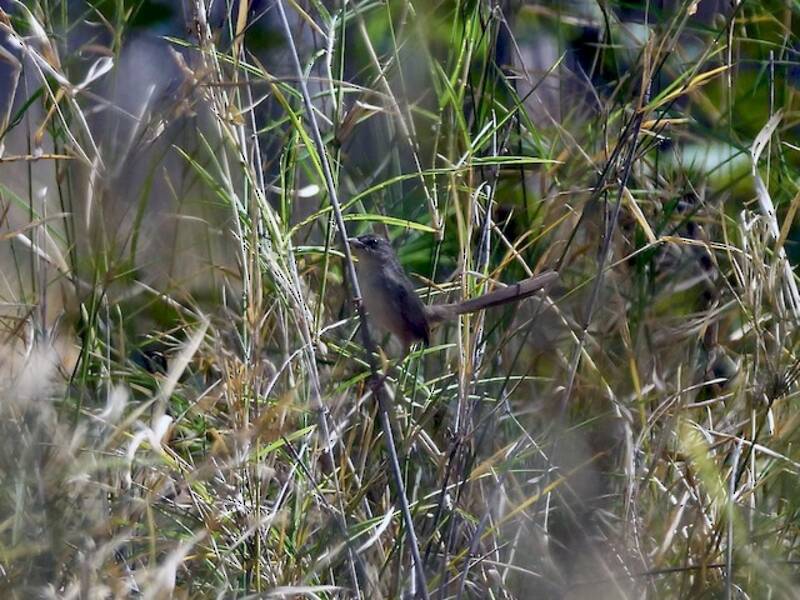 Brown Prinia