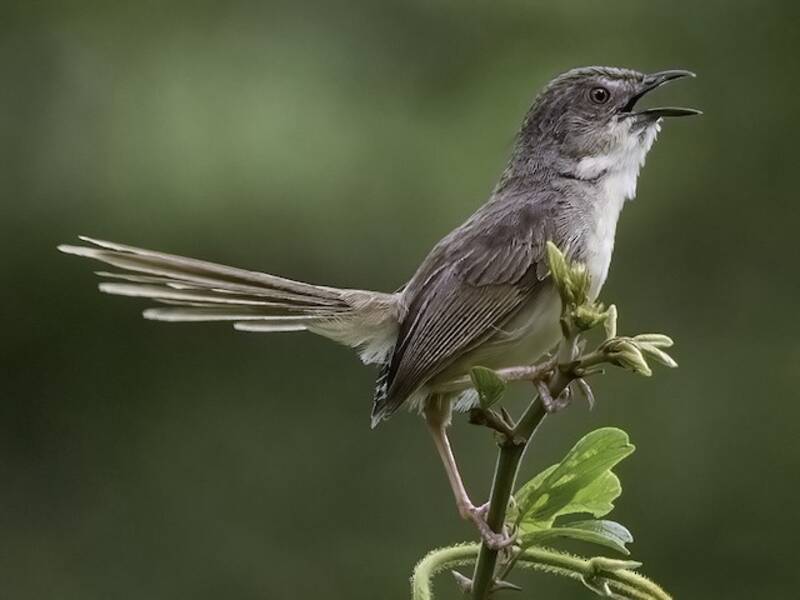 Brown Prinia, 照片 3