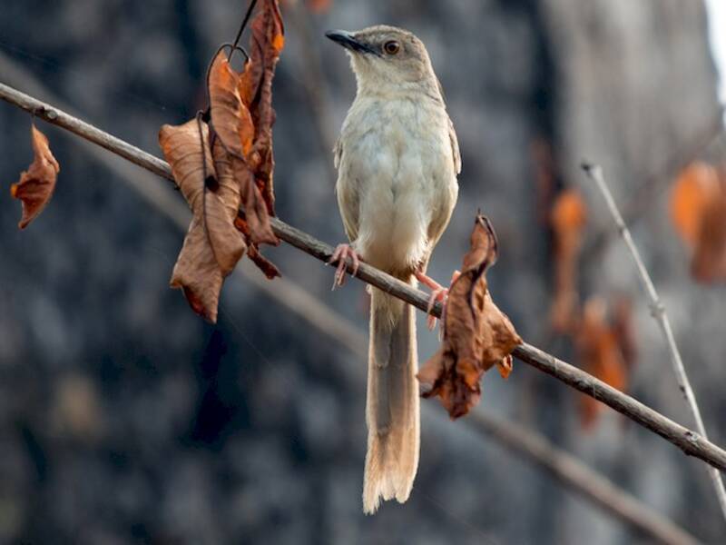 Brown Prinia, 照片 2