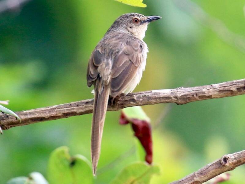 Brown Prinia, 照片 4