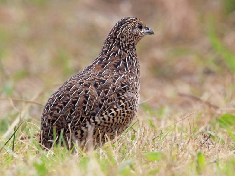 Brown Quail