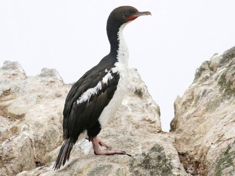 Cormorano dell'isola Stewart, Foto 3