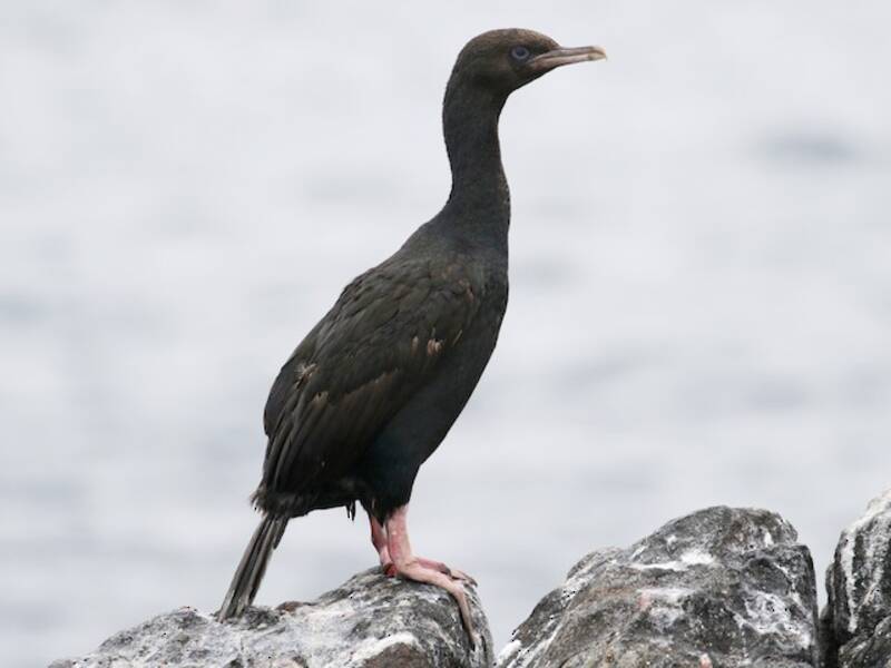 Cormorano dell'isola Stewart