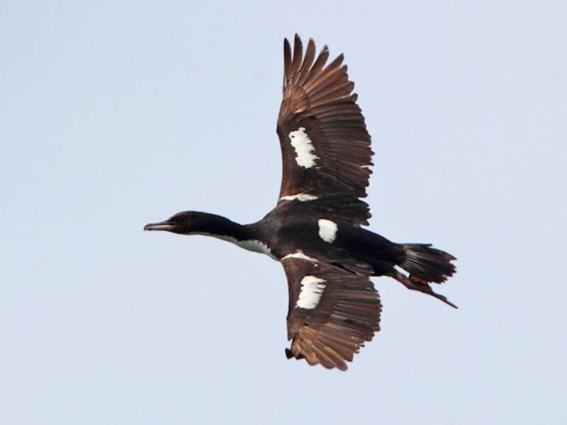 Cormorano dell'isola Stewart, Foto 4