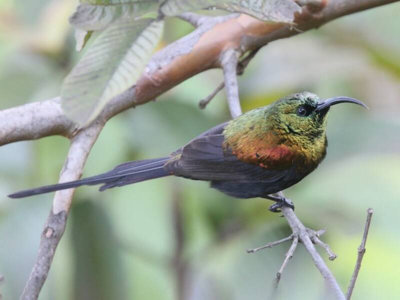 Bronze-Nektarvogel, Fotos 3