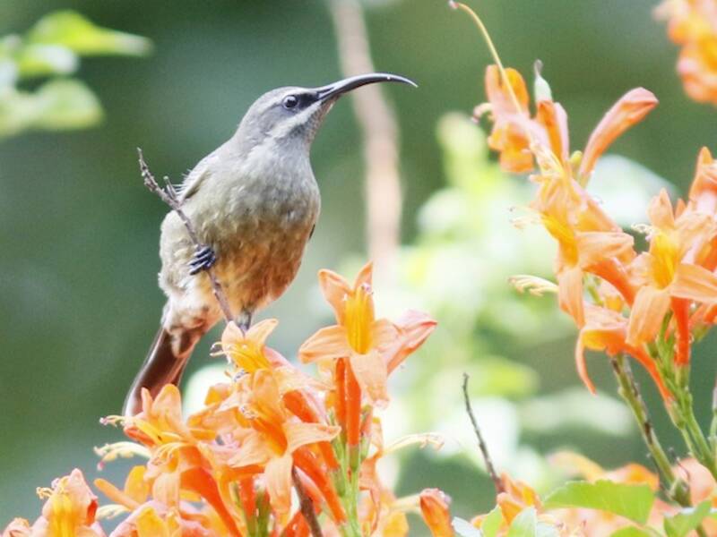 Bronze-Nektarvogel, Fotos 4