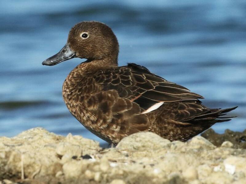 Cerceta Parda, Fotos 4