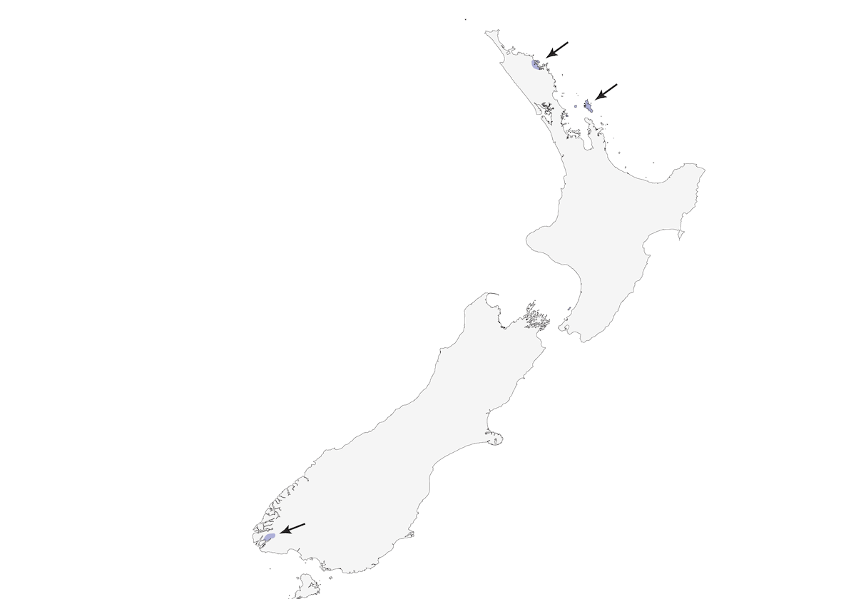 Cerceta Parda, Distribución 1