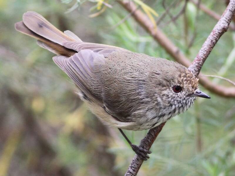 Brown Thornbill (Acanthiza pusilla)