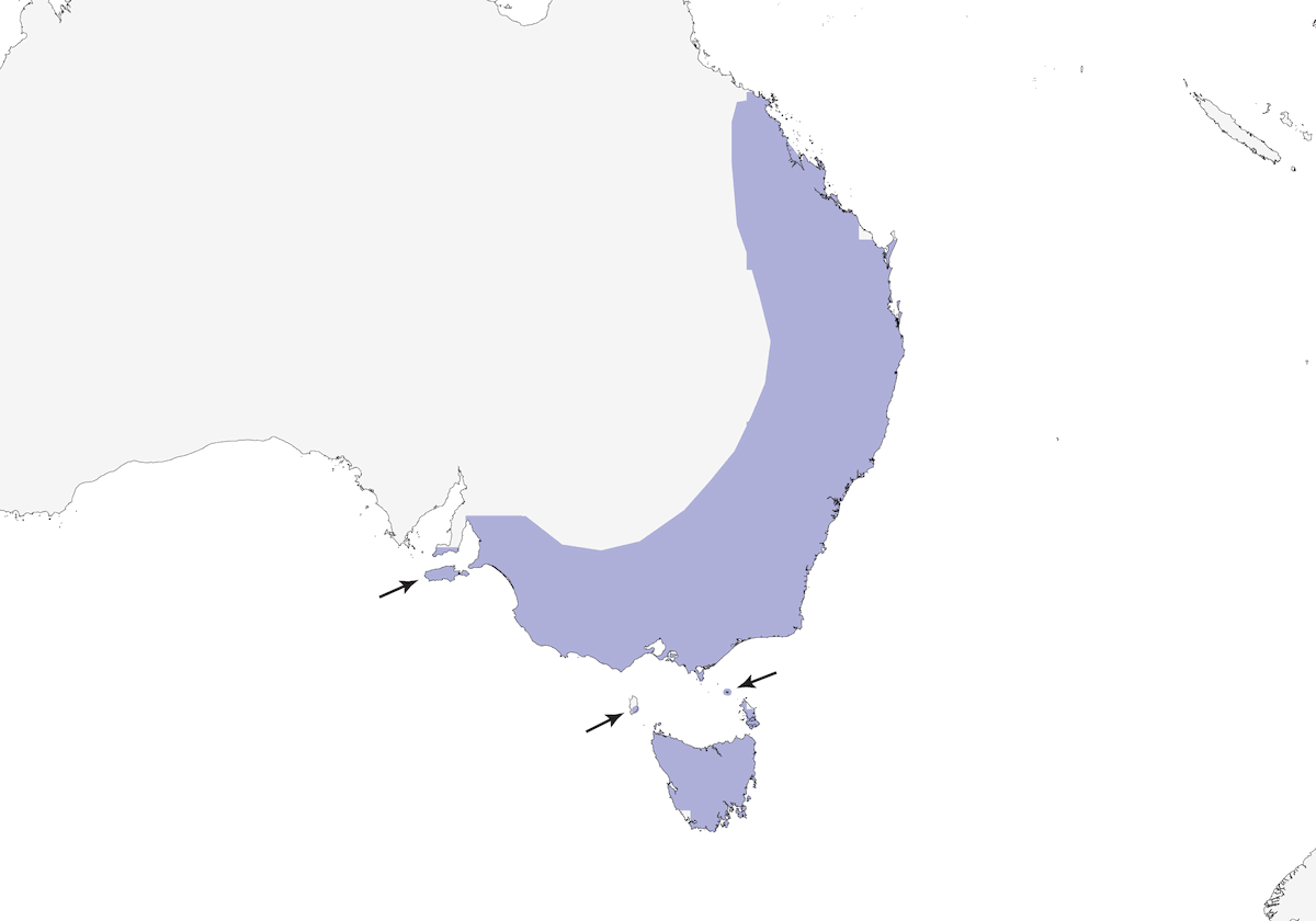 Picoespina pardo, Distribución 1
