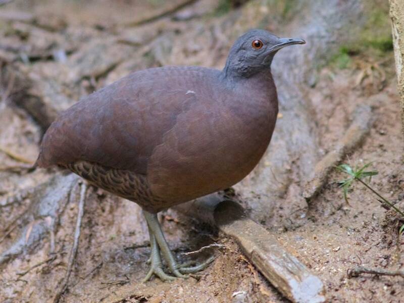 Brown Tinamou, Photos 4
