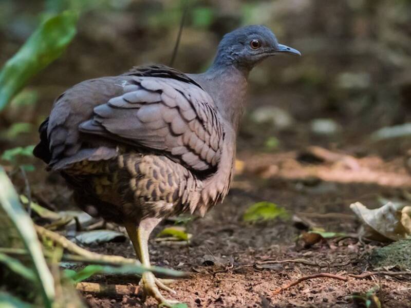 Brown Tinamou, Photos 2