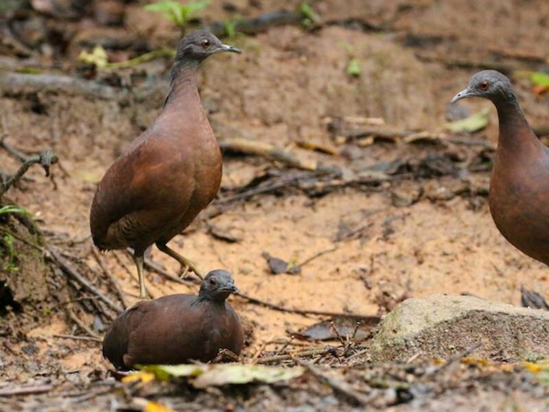 Brown Tinamou, Photos 3