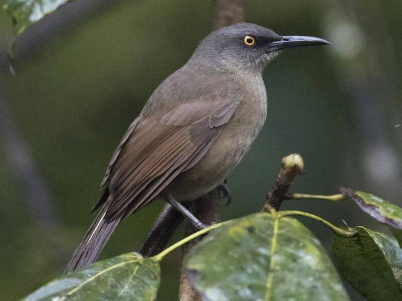 Tembliquiruela Parda