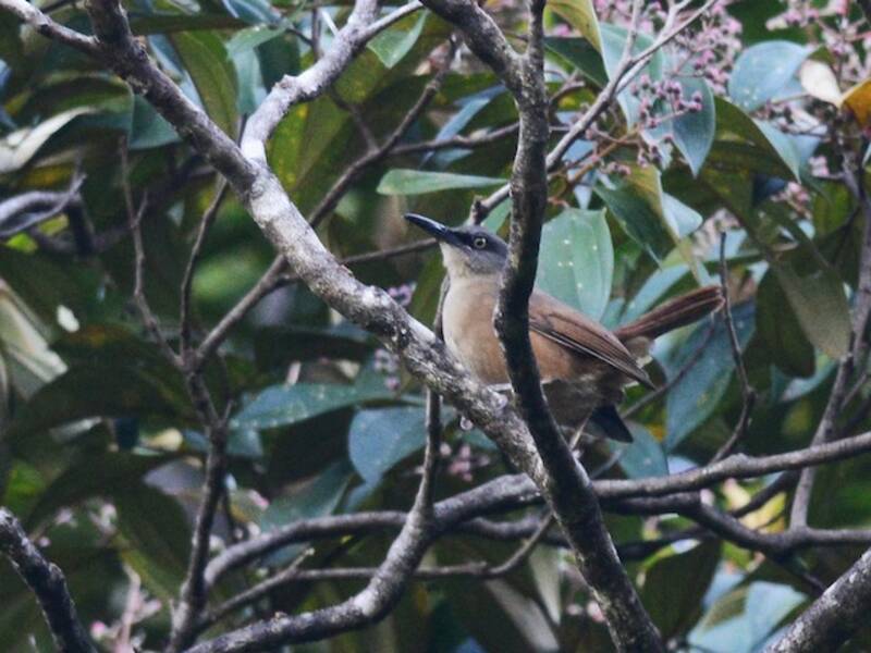 Trembleur brun, Photos 3