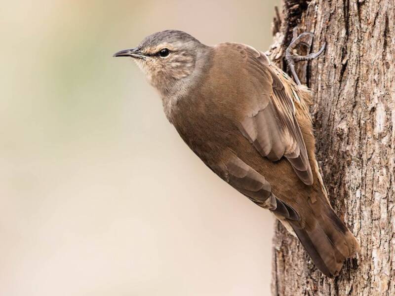 Brown Treecreeper (Climacteris picumnus)