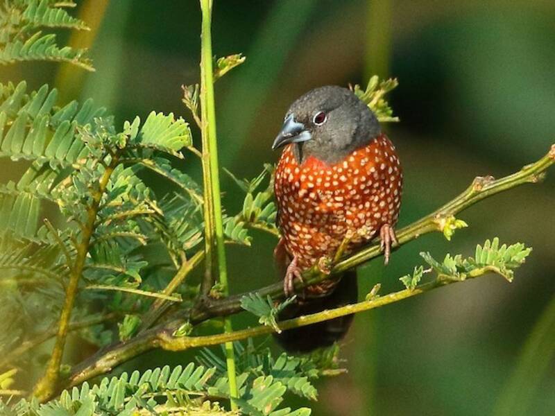 Amaranta brune