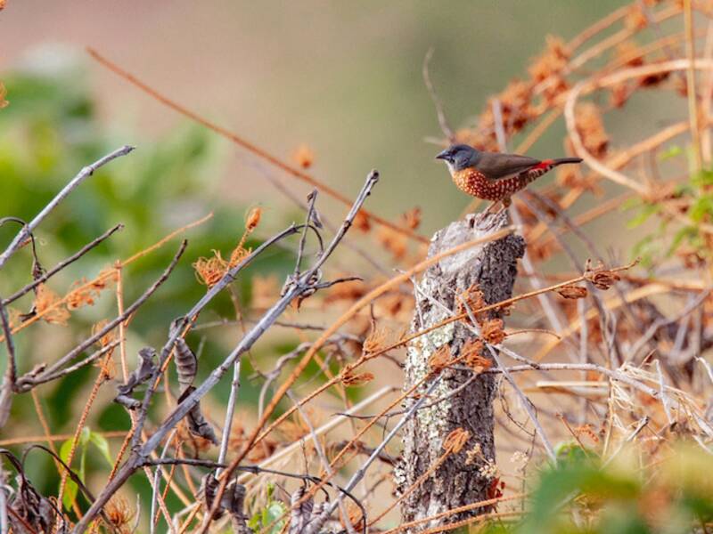 Amaranta brune, Photos 3