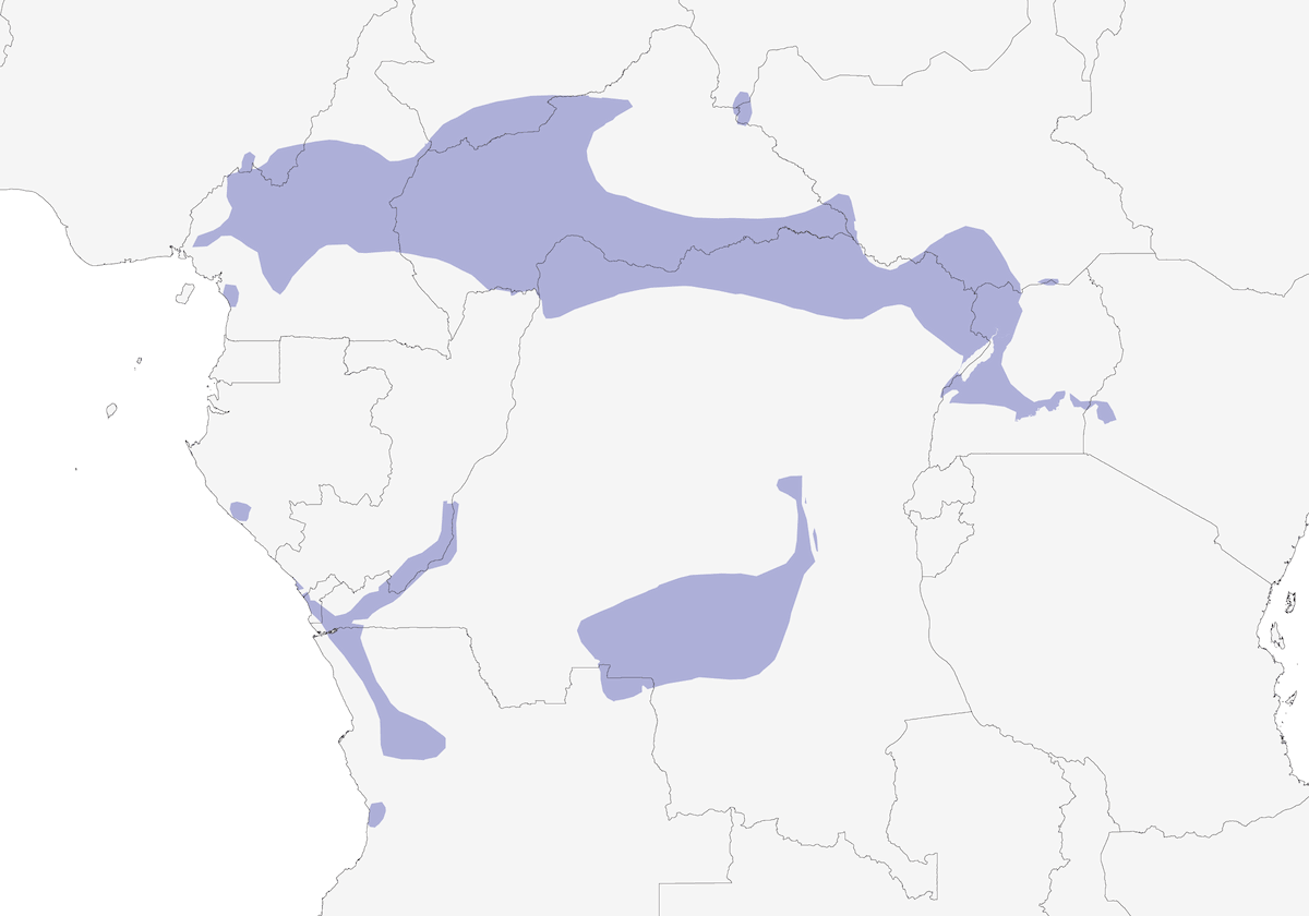 Amaranta brune, Distribution 1