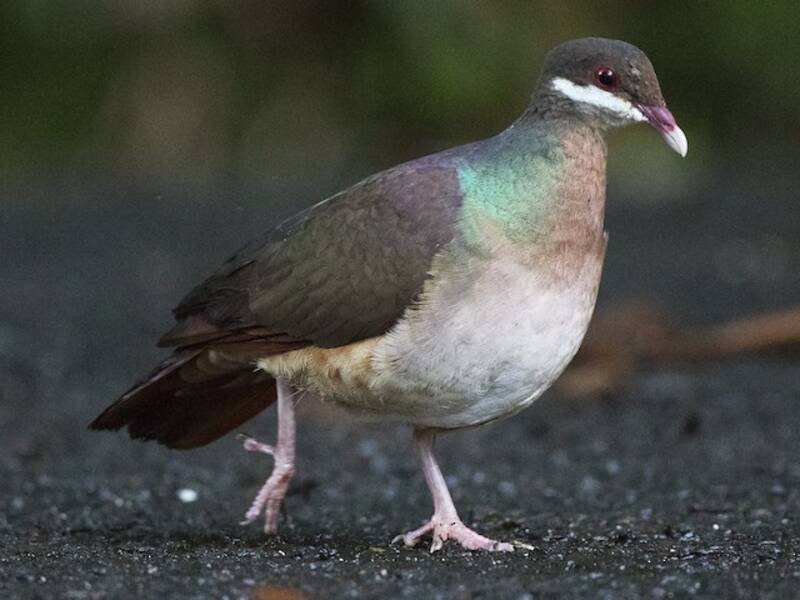 Bridled Quail-Dove, 照片 3