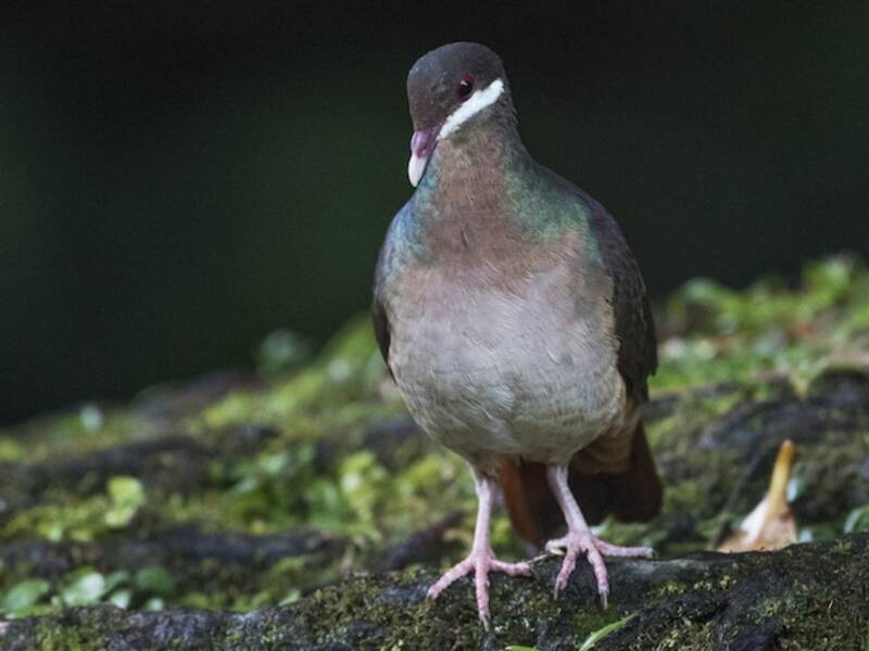 Bridled Quail-Dove