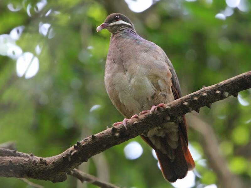 Bridled Quail-Dove, 照片 2