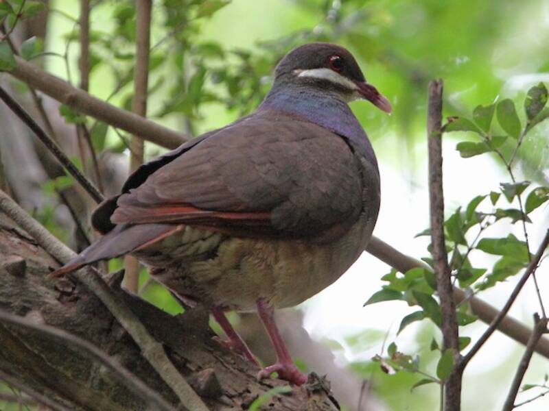 Bridled Quail-Dove, 照片 4
