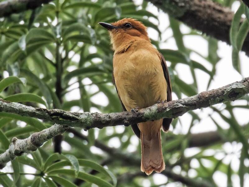 Bright-rumped Attila