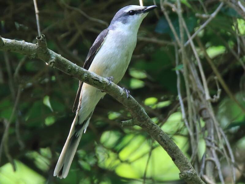 Braunbürzel-Minivet, Fotos 2