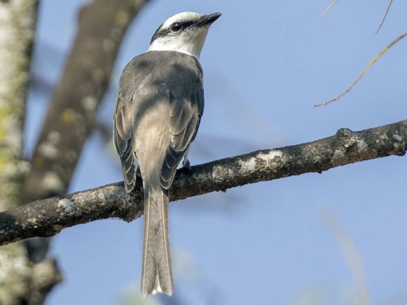 Braunbürzel-Minivet, Fotos 4