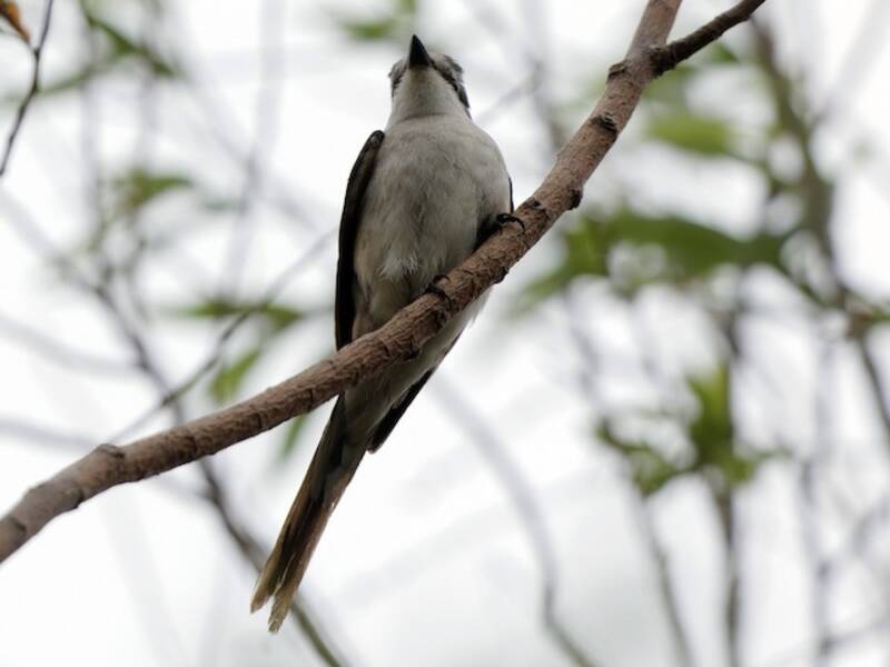 Braunbürzel-Minivet, Fotos 3